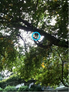 Micro LED light fixture up in tree (circled in blue because the fixture is so discrete, it practically fades into the tree)